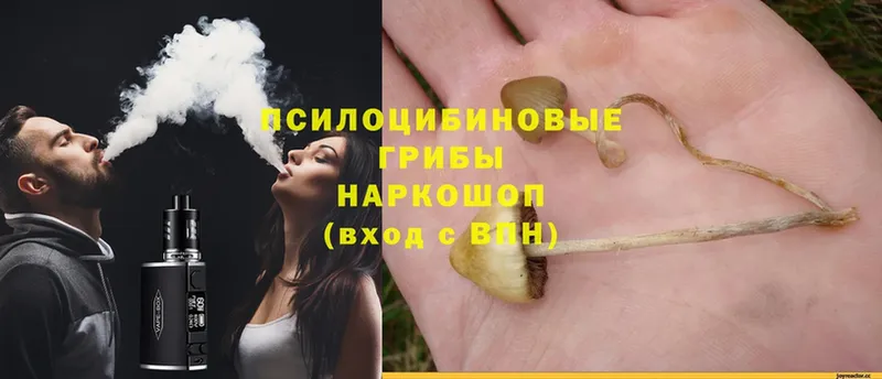 купить наркоту  Дмитров  hydra вход  Псилоцибиновые грибы Magic Shrooms 