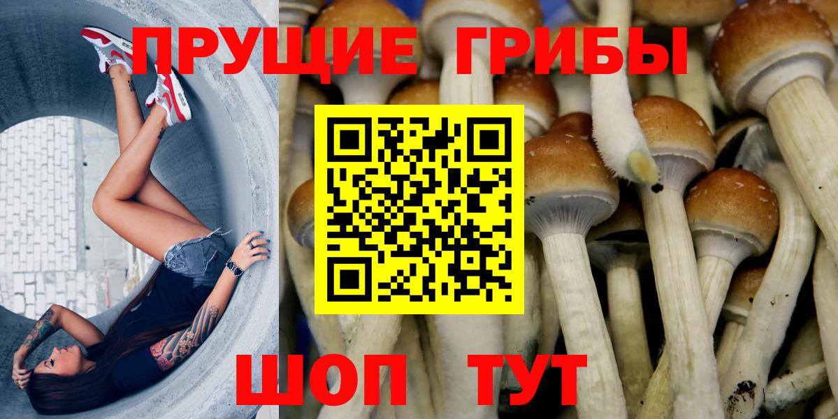 Псилоцибиновые грибы Cubensis Дмитров